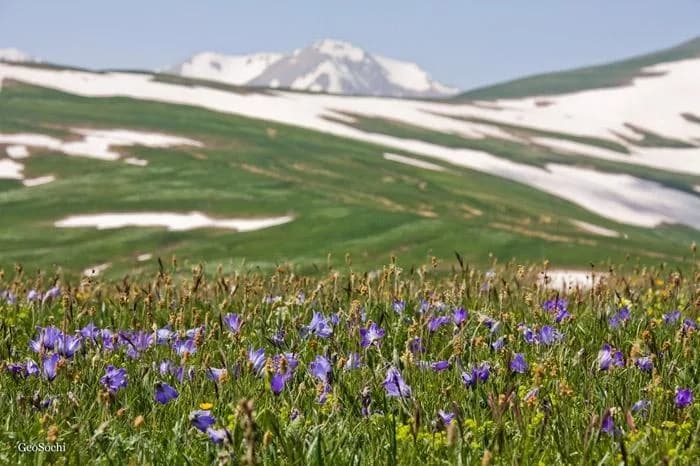 Альпийские луга